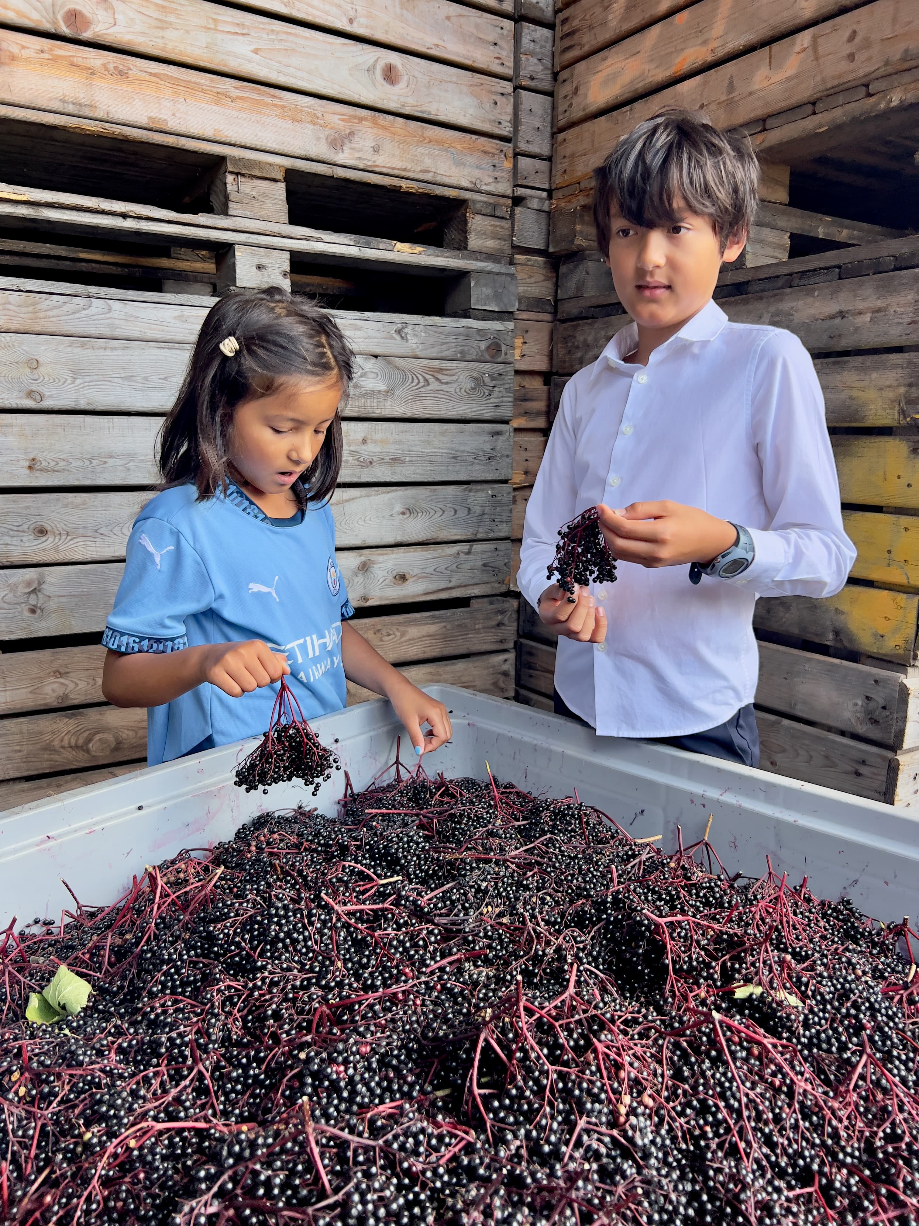 Stanley und Charlotte mit frisch geernteten Holunderbeeren