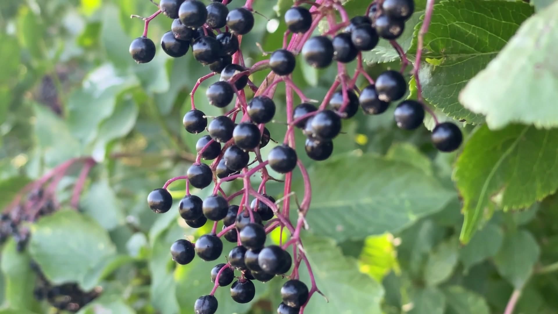 Holunderbeeren im Wind